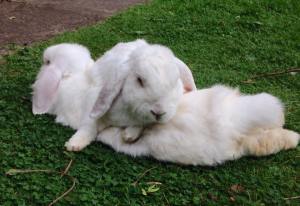 12047264_1661409027472569_693949827_n