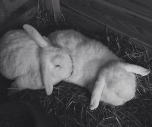 12064146_1661408830805922_442625319_n